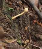 Ophiocordyceps gracilioides image