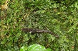 Ophiocordyceps superficialis image