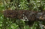 Ophiocordyceps superficialis image