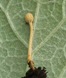 Ophiocordyceps gracilioides image