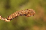 Ophiocordyceps gracilioides image