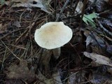 Leccinum insolens image