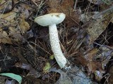 Leccinum insolens image