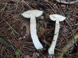 Leccinum insolens image