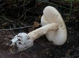 Amanita flavescens image