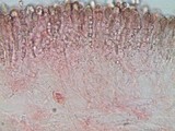Amanita flavescens image