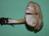 Inocybe whitei image