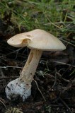 Amanita flavescens image