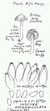Image of Inocybe appendiculata