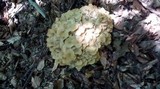 Polyporus umbellatus image