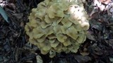 Polyporus umbellatus image