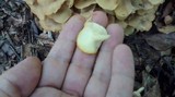 Polyporus umbellatus image