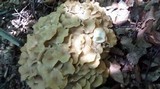 Polyporus umbellatus image