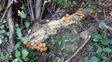 Kuehneromyces mutabilis image