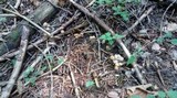 Kuehneromyces mutabilis image
