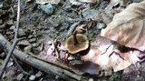 Coltricia cinnamomea image