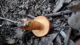 Lactarius volemus image