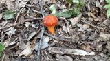 Lactarius volemus image
