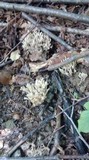 Clavaria fumosa image