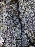 Fuscopannaria mediterranea image