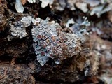 Pannaria rubiginosa image