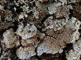 Degelia plumbea image