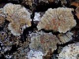 Degelia plumbea image