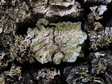 Degelia plumbea image