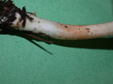 Inocybe whitei image