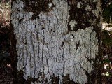 Pertusaria amara f. amara image