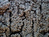 Pertusaria amara f. amara image