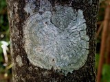 Pertusaria albescens var. albescens image
