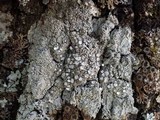 Pertusaria albescens var. albescens image