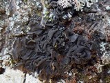 Collema subflaccidum image