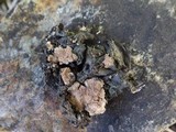 Collema subflaccidum image