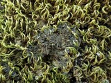 Leptogium coralloideum image