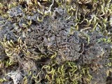 Leptogium coralloideum image