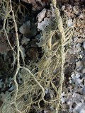 Usnea articulata image