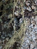 Usnea articulata image