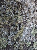 Usnea articulata image