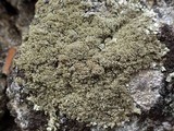 Parmelinopsis minarum image