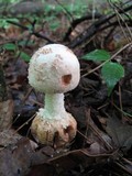 Amanita daucipes image