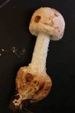 Amanita daucipes image