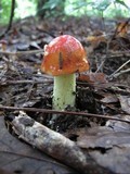 Amanita parcivolvata image