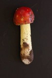 Amanita parcivolvata image