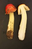 Amanita parcivolvata image