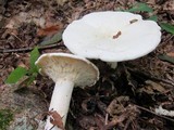 Leucopaxillus albissimus image