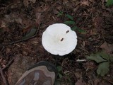 Leucopaxillus albissimus image