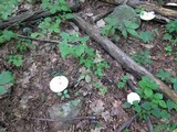 Leucopaxillus albissimus image