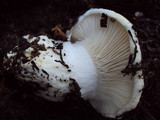 Hygrophorus subalpinus image